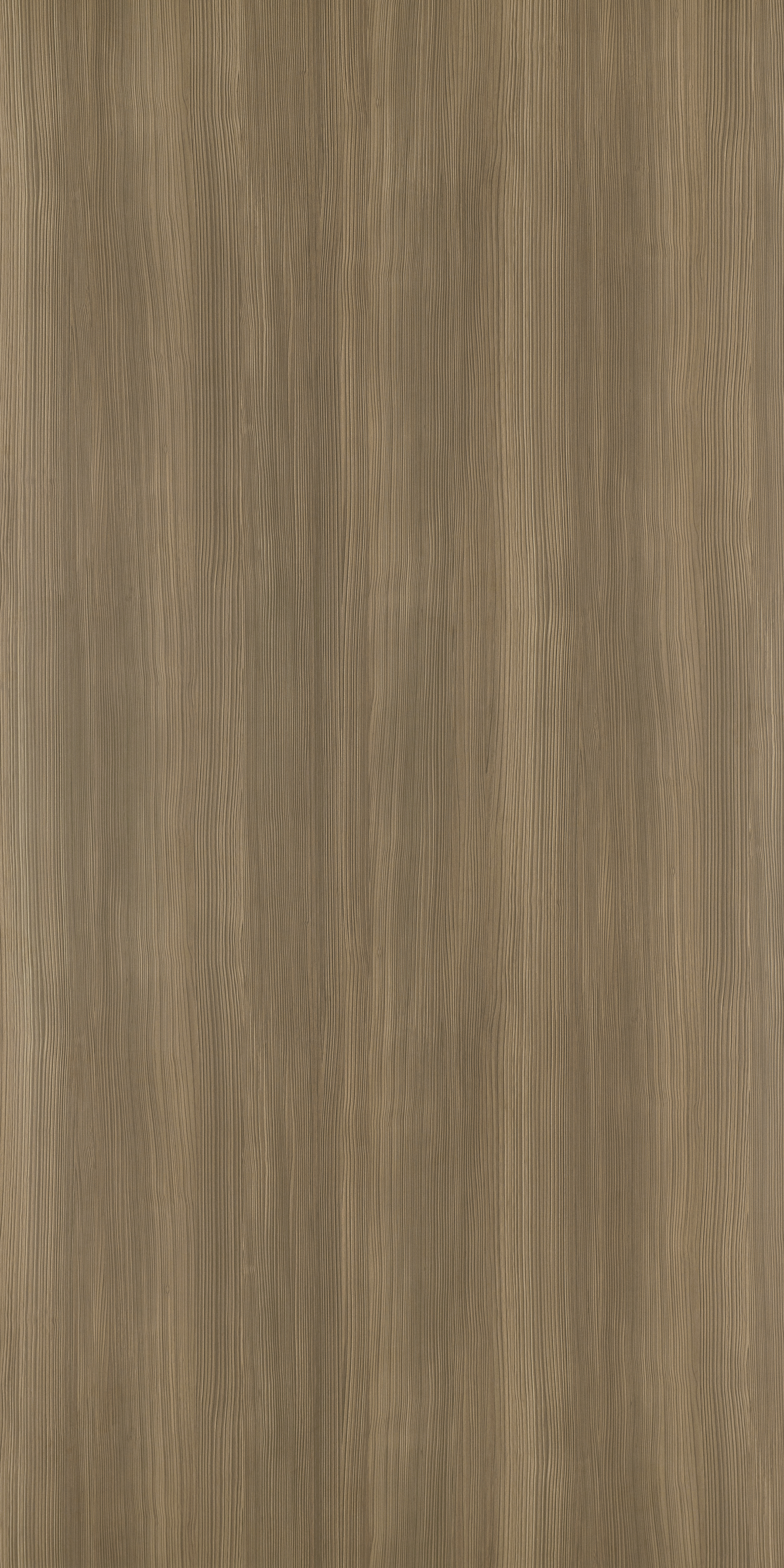 Camel Laricina